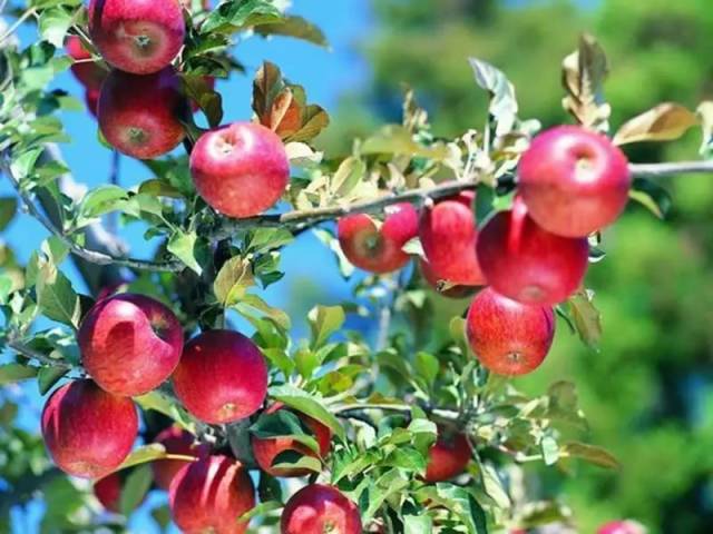 苹果视频-苹果园自然风光